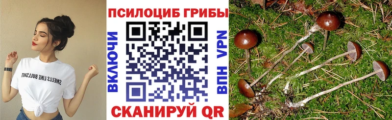 Купить где  Правдинск  Псилоцибиновые грибы Psilocybe 